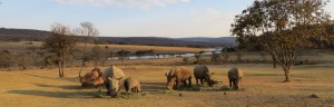 RHINO SANCT